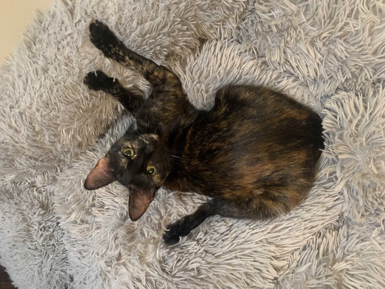 Lost cat in Denison, TX, 75021