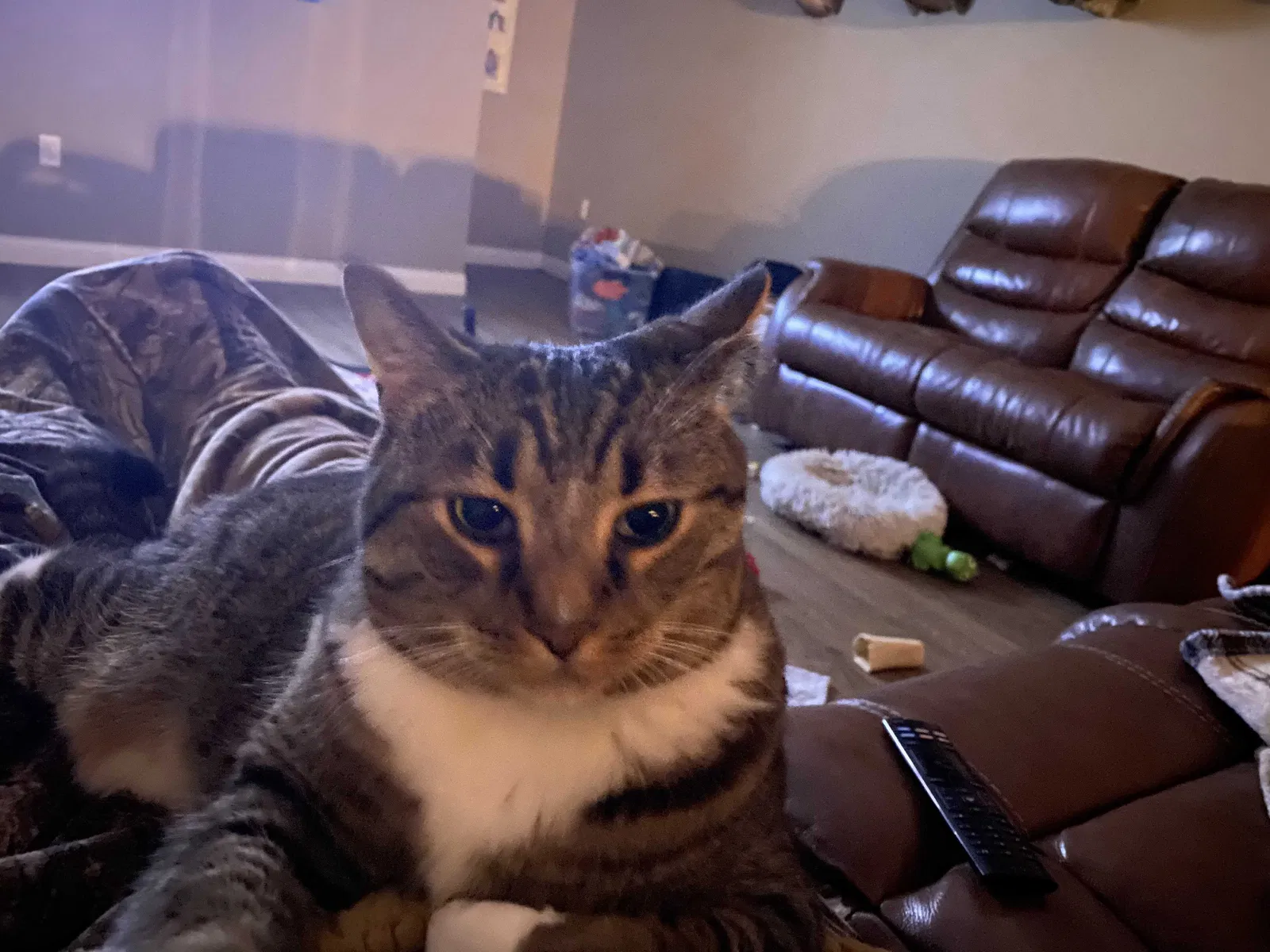 Lost cat in Oxford, OH, 45056