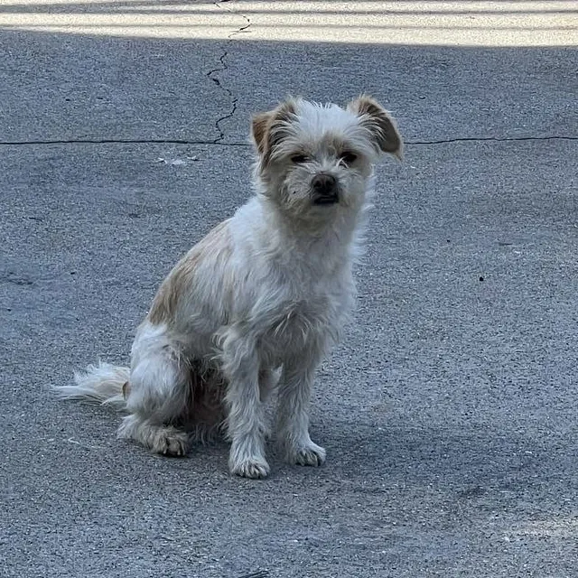 Lost dog in La Puente, CA, 91744