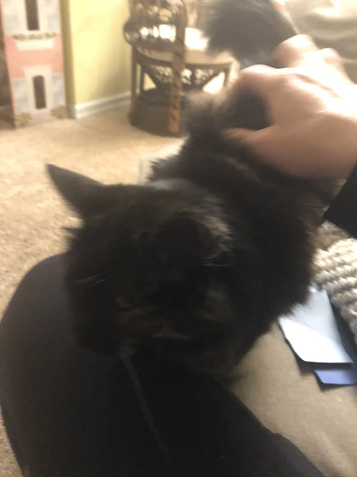 Lost cat in Puyallup, WA, 98374