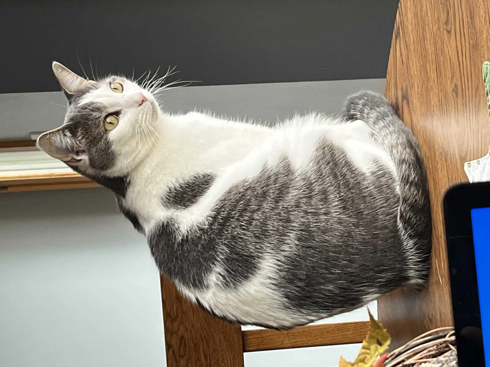 Lost cat in Battle Creek, MI, 49014