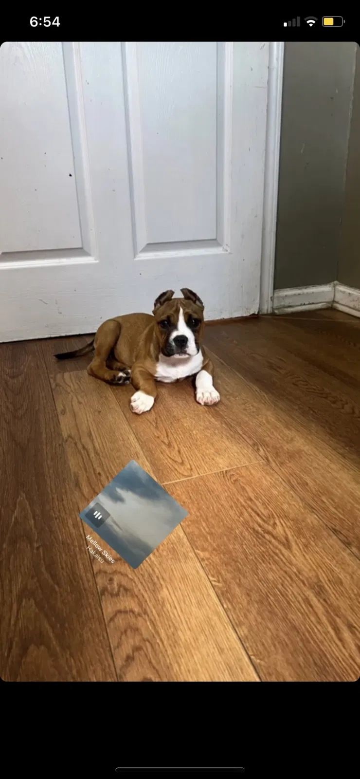 Lost dog in Memphis, TN, 38108