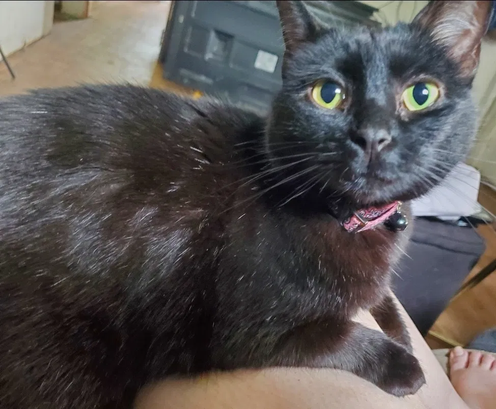Lost cat in Lafayette, IN, 47904