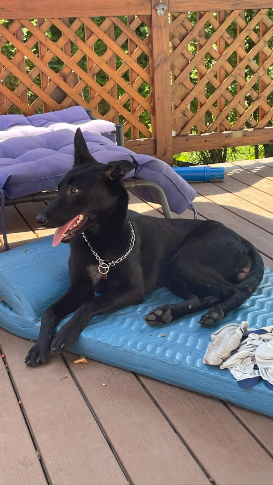 Found dog in Bronx, NY, 10461