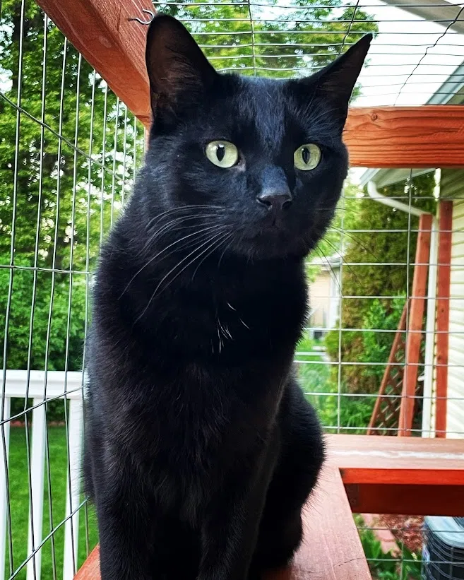 Lost cat in Loveland, CO, 80538