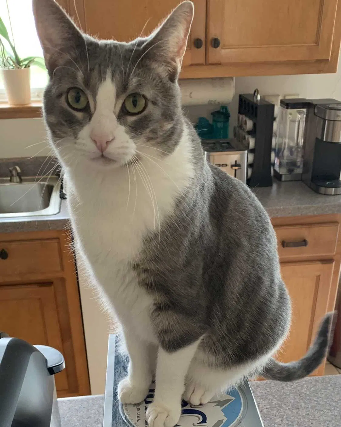 Lost cat in Pulaski, WI, 54162