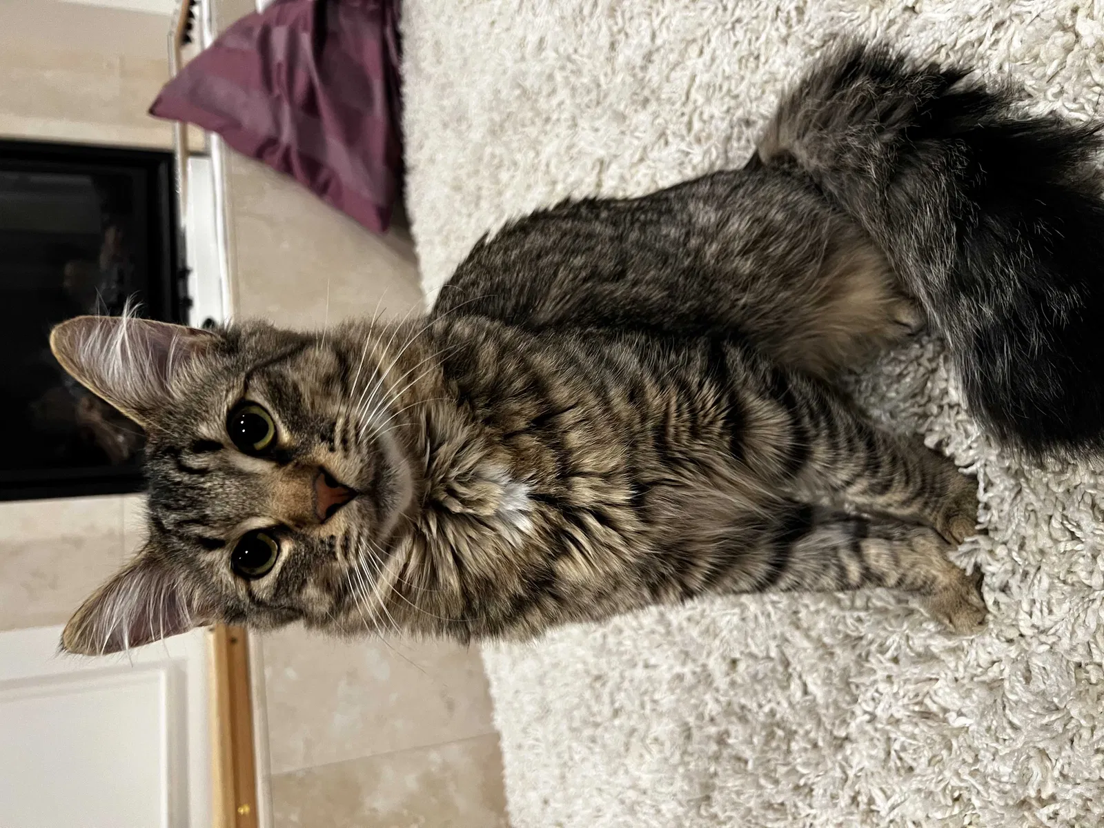 Lost cat in Bellevue, WA, 98005