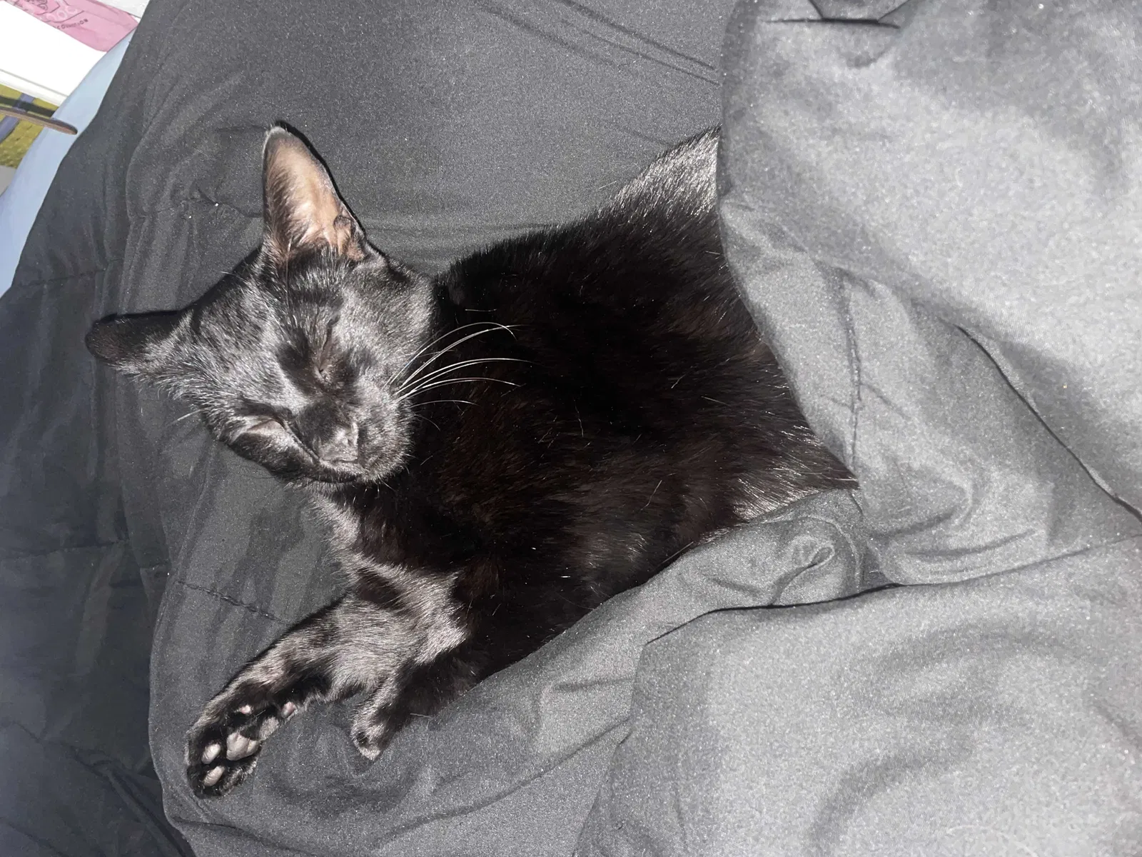Lost cat in South Houston, TX, 77587