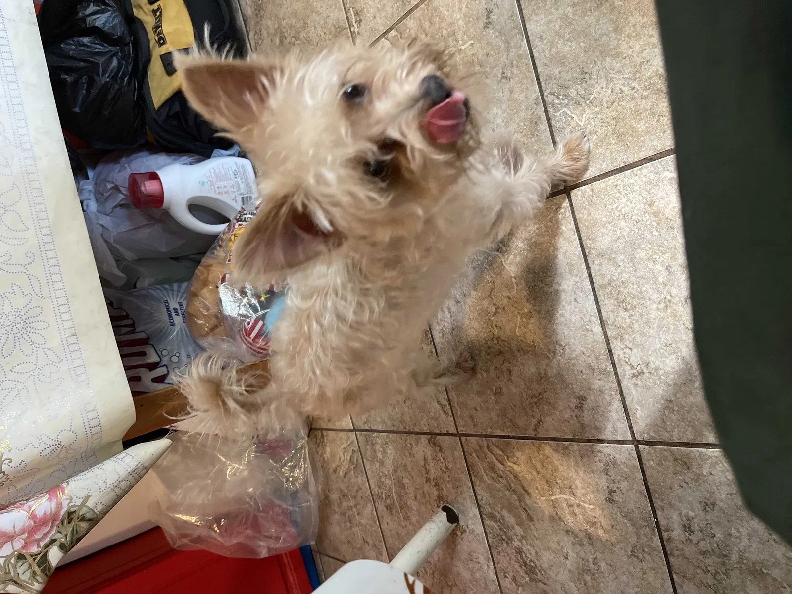 Lost dog in Maywood, CA, 90270