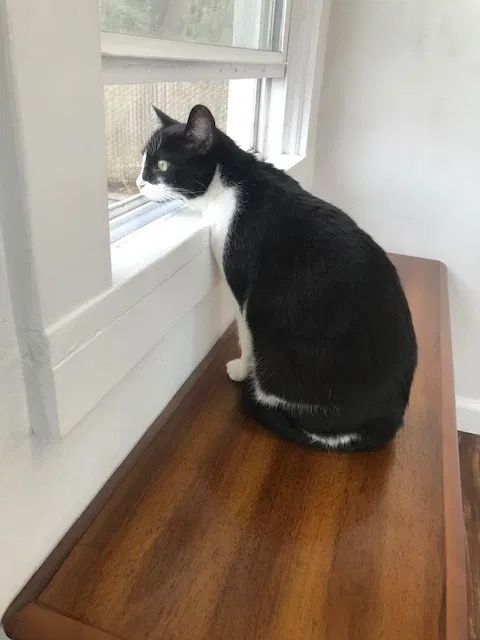 Lost cat in Salem, OR, 97303