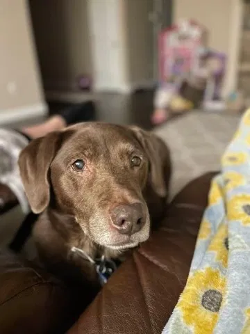 Lost dog in O Fallon, IL, 62269