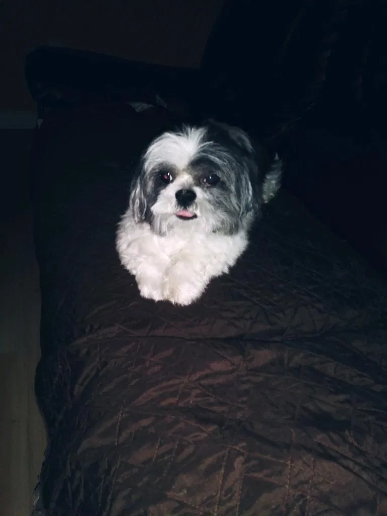 Lost dog in Opa Locka, FL, 33054