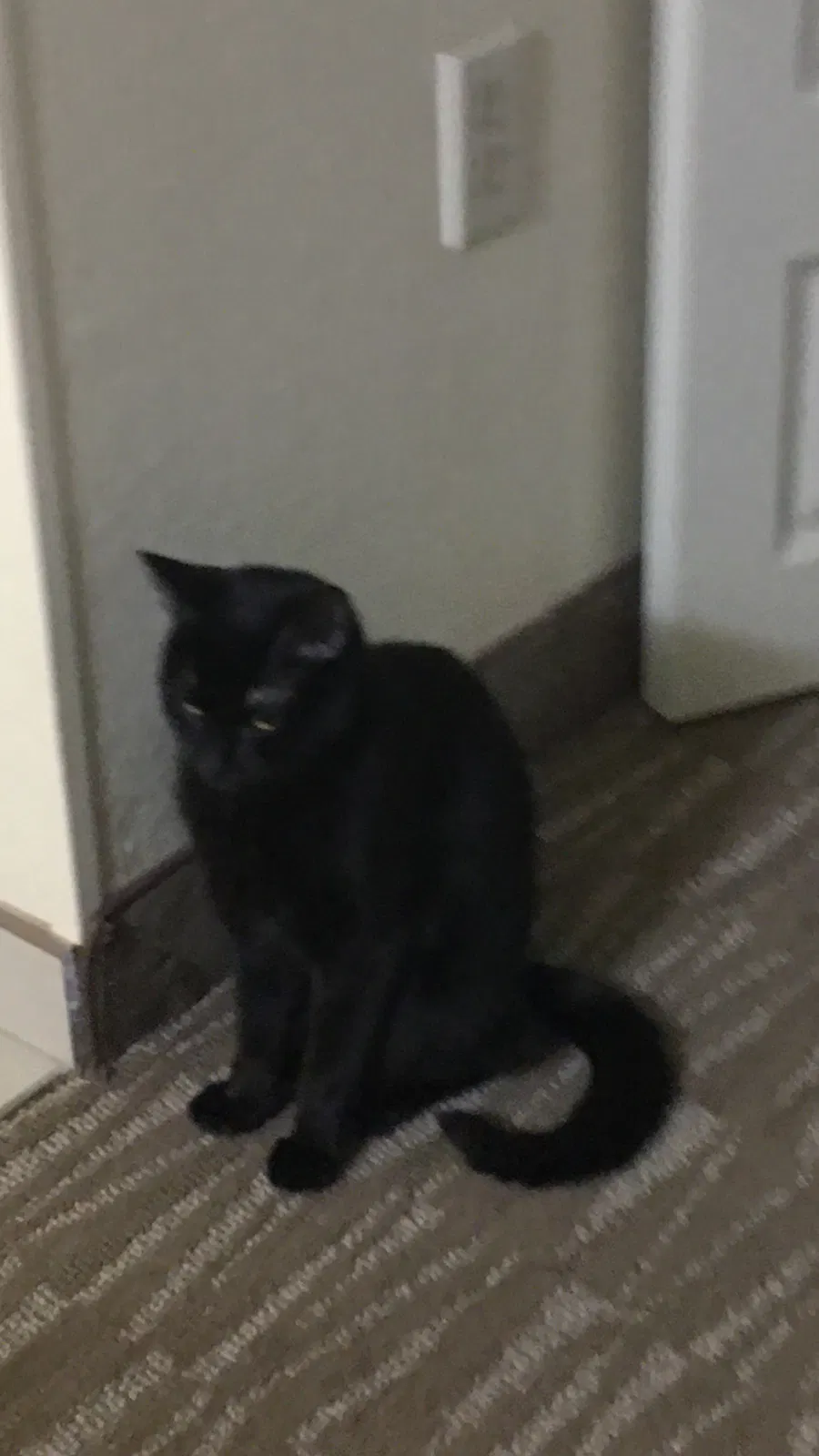 Lost cat in Carrollton, TX, 75006