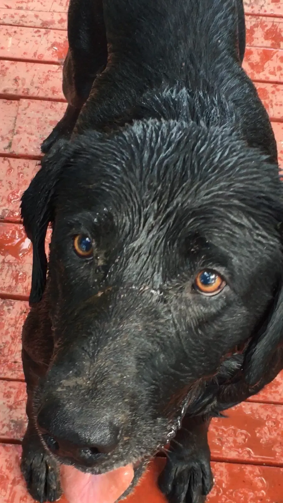 Found dog in Mer Rouge, LA, 71261