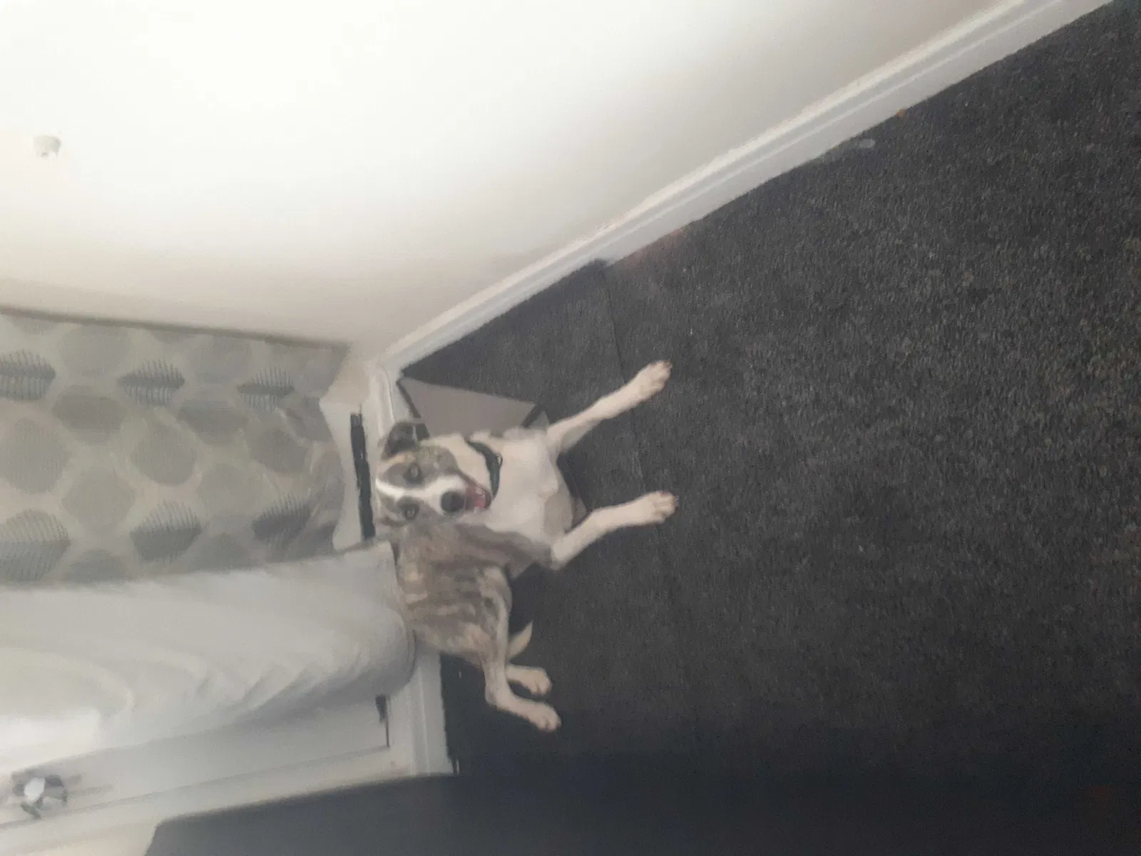 Found dog in Unknown, AL, 0