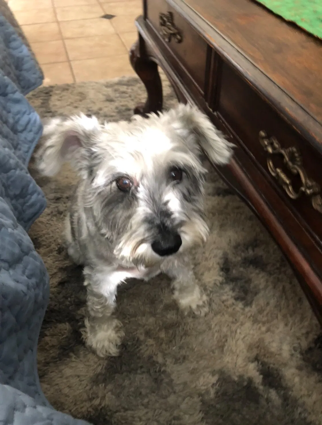 Lost dog in Menifee, CA, 92584