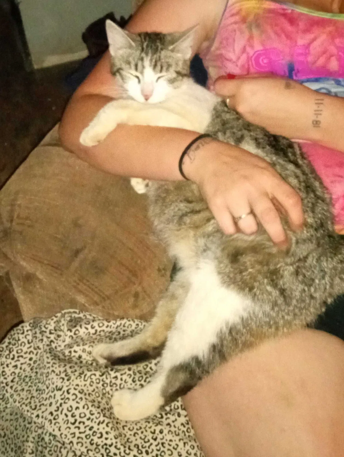 Lost cat in Forsyth, GA, 31029