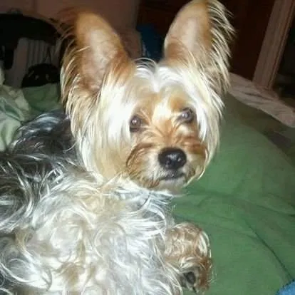 Lost dog in Saint Louis, MO, 63138