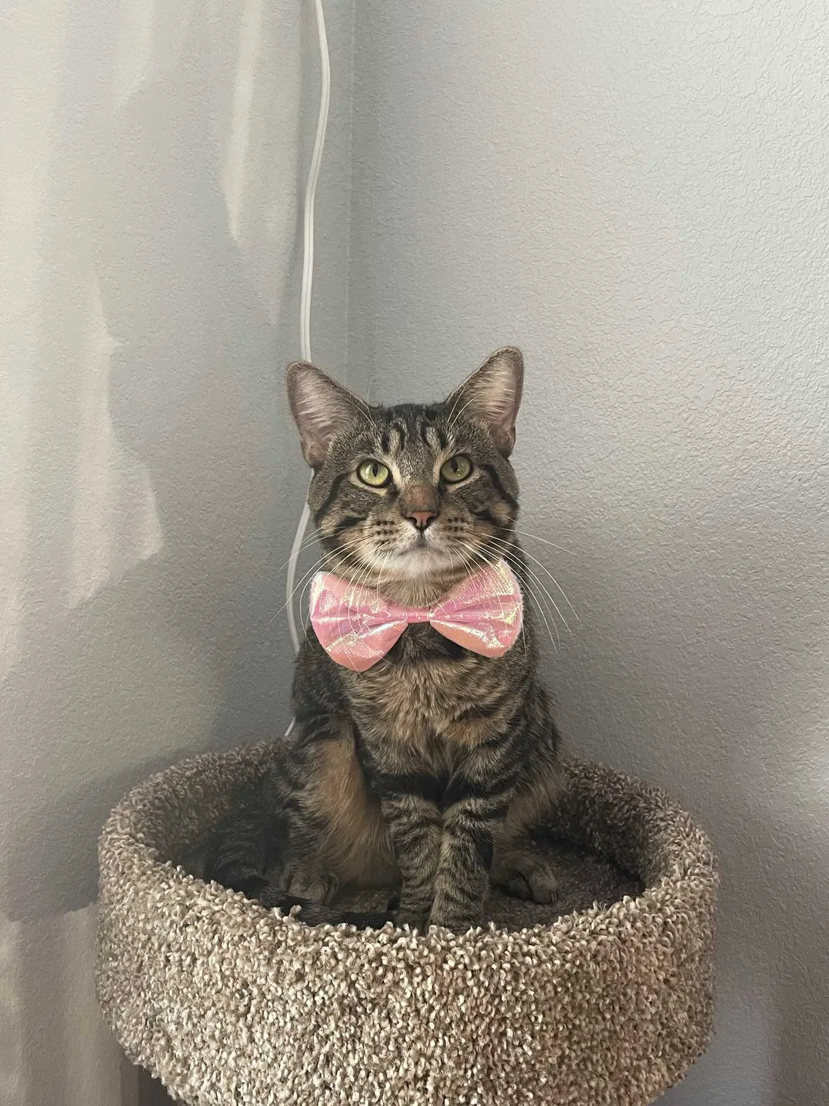 Lost cat in Muncie, IN, 47304