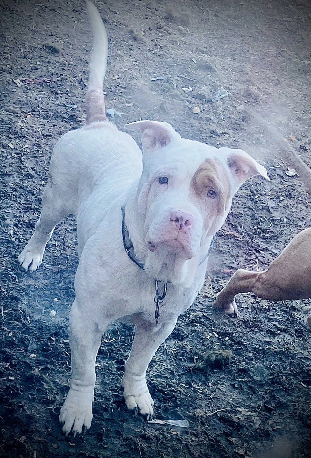 Lost dog in Mesquite, TX, 75149