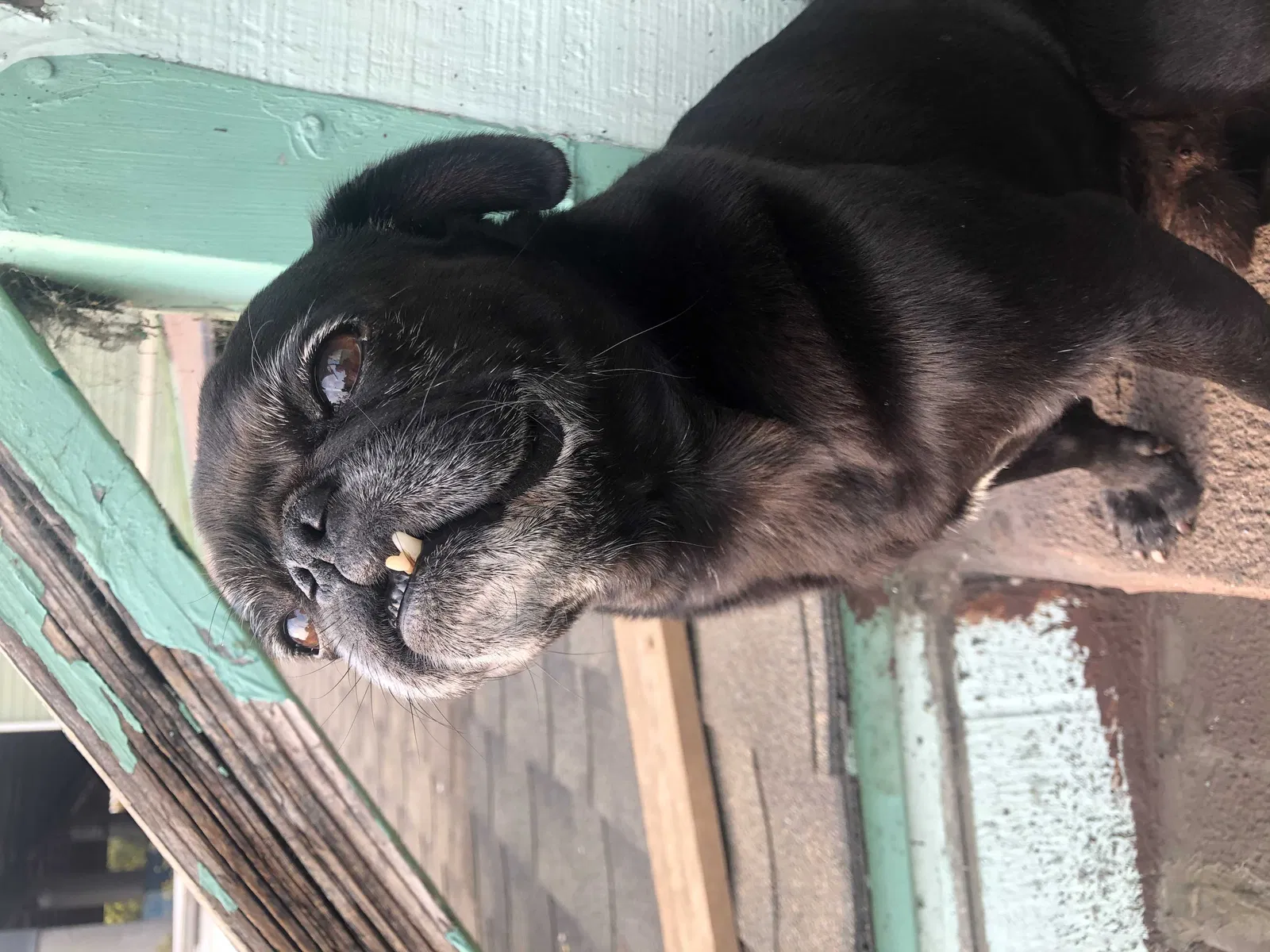 Lost dog in Fort Worth, TX, 76133