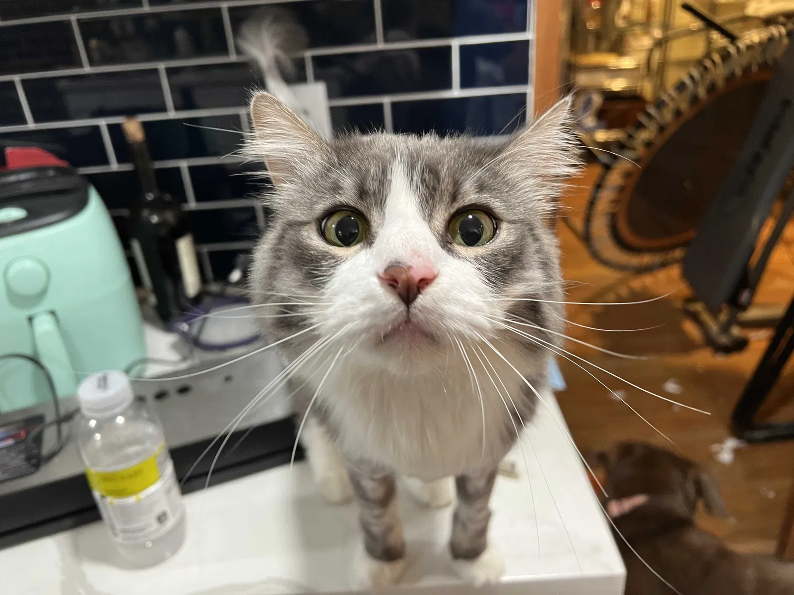 Lost cat in Lakewood, WA, 98498