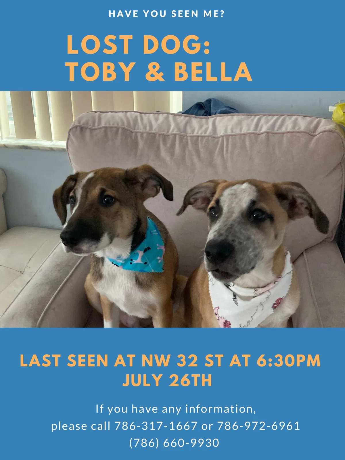 Lost dog in Miami, FL, 33127