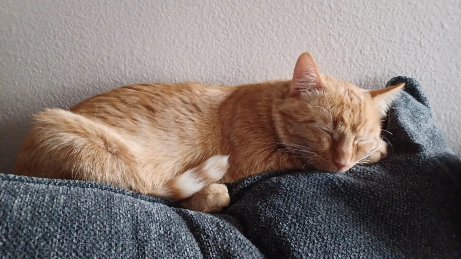 Lost cat in Provo, UT, 84604