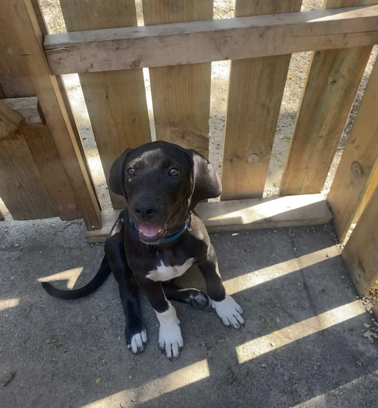 Lost dog in Indianapolis, IN, 46202