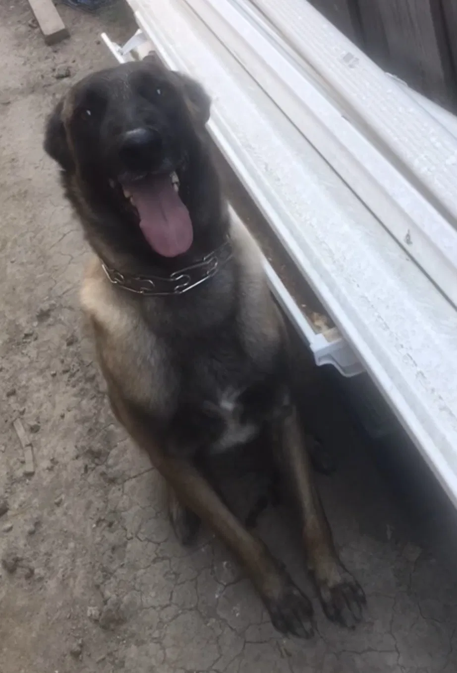 Lost dog in Oakland, CA, 94603