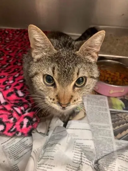 Lost cat in Elmendorf, TX, 78112