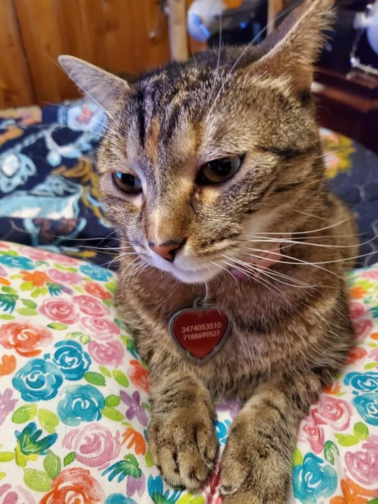 Lost cat in Saint Albans, NY, 11412