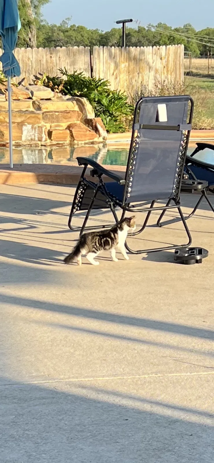 Lost cat in Elmendorf, TX, 78112
