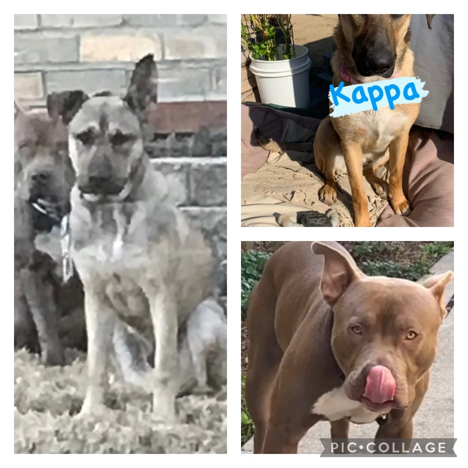 Lost dog in Grand Prairie, TX, 75050