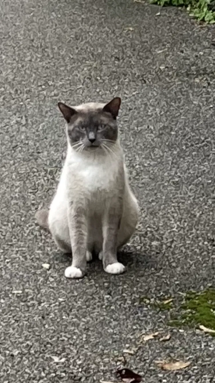 Lost cat in Norwalk, CT, 6851