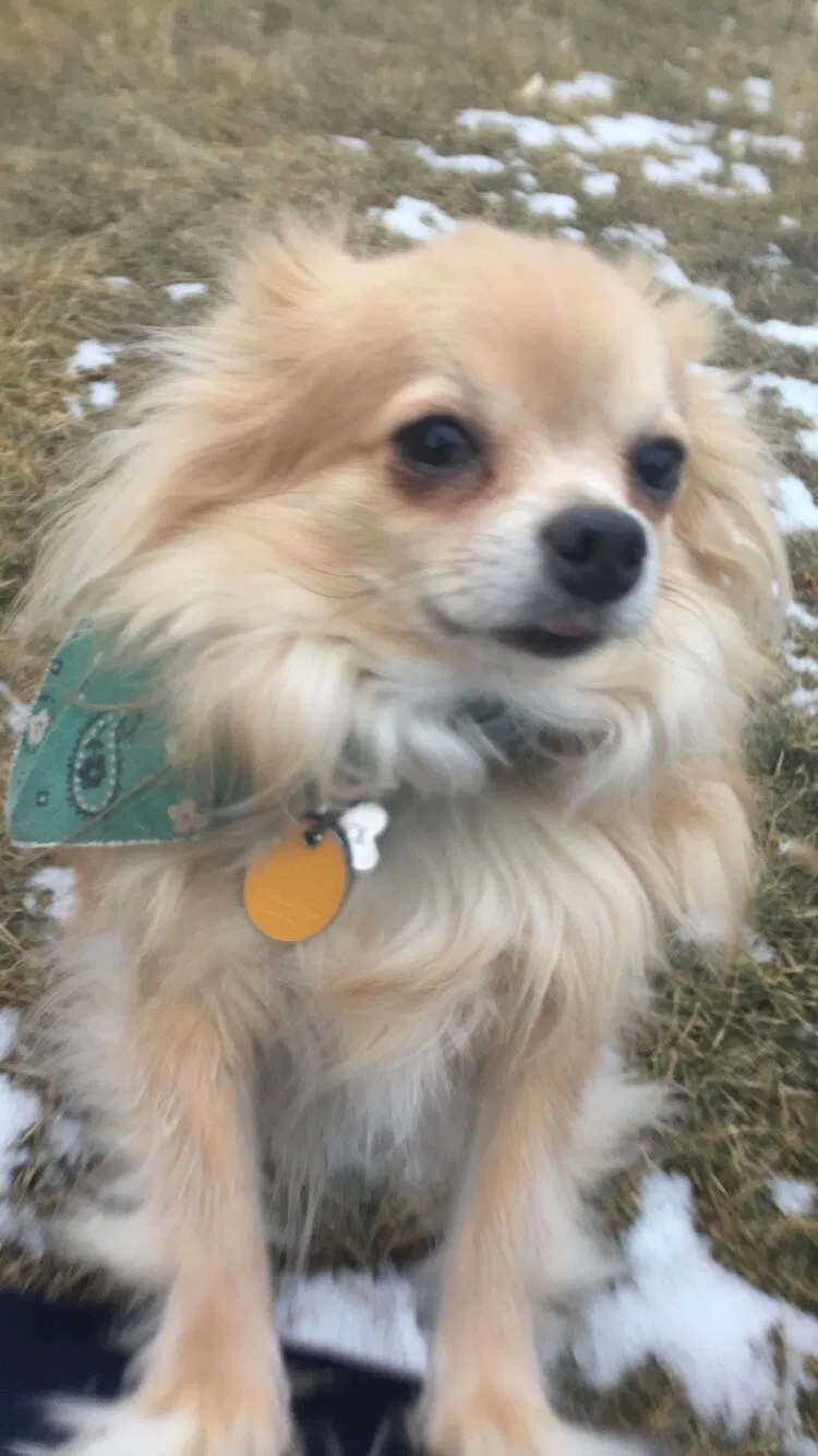 Lost dog in Cheyenne, WY, 82001