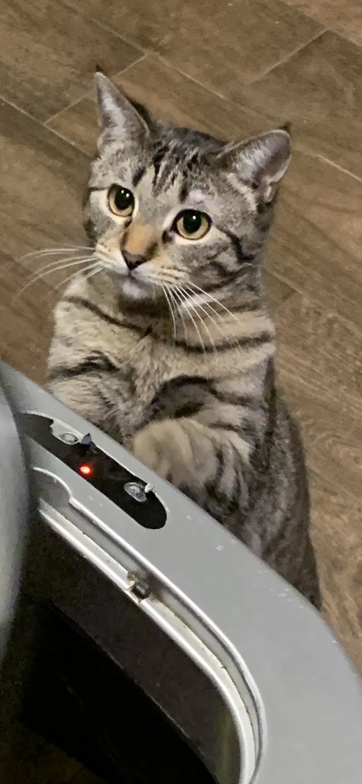 Lost cat in Cleburne, TX, 76033