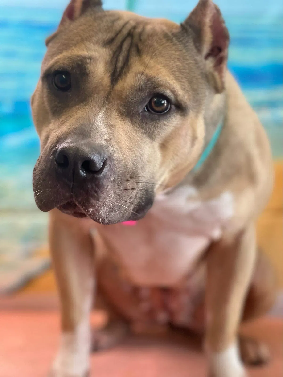 Lost dog in Etowah, TN, 37331