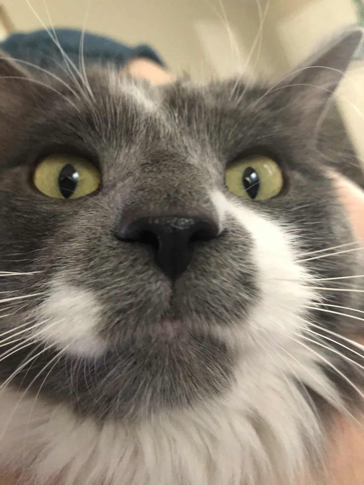 Lost cat in Mckinney, TX, 75071