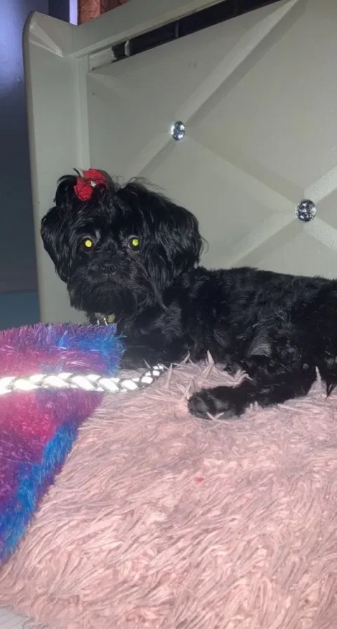 Lost dog in Cincinnati, OH, 45231