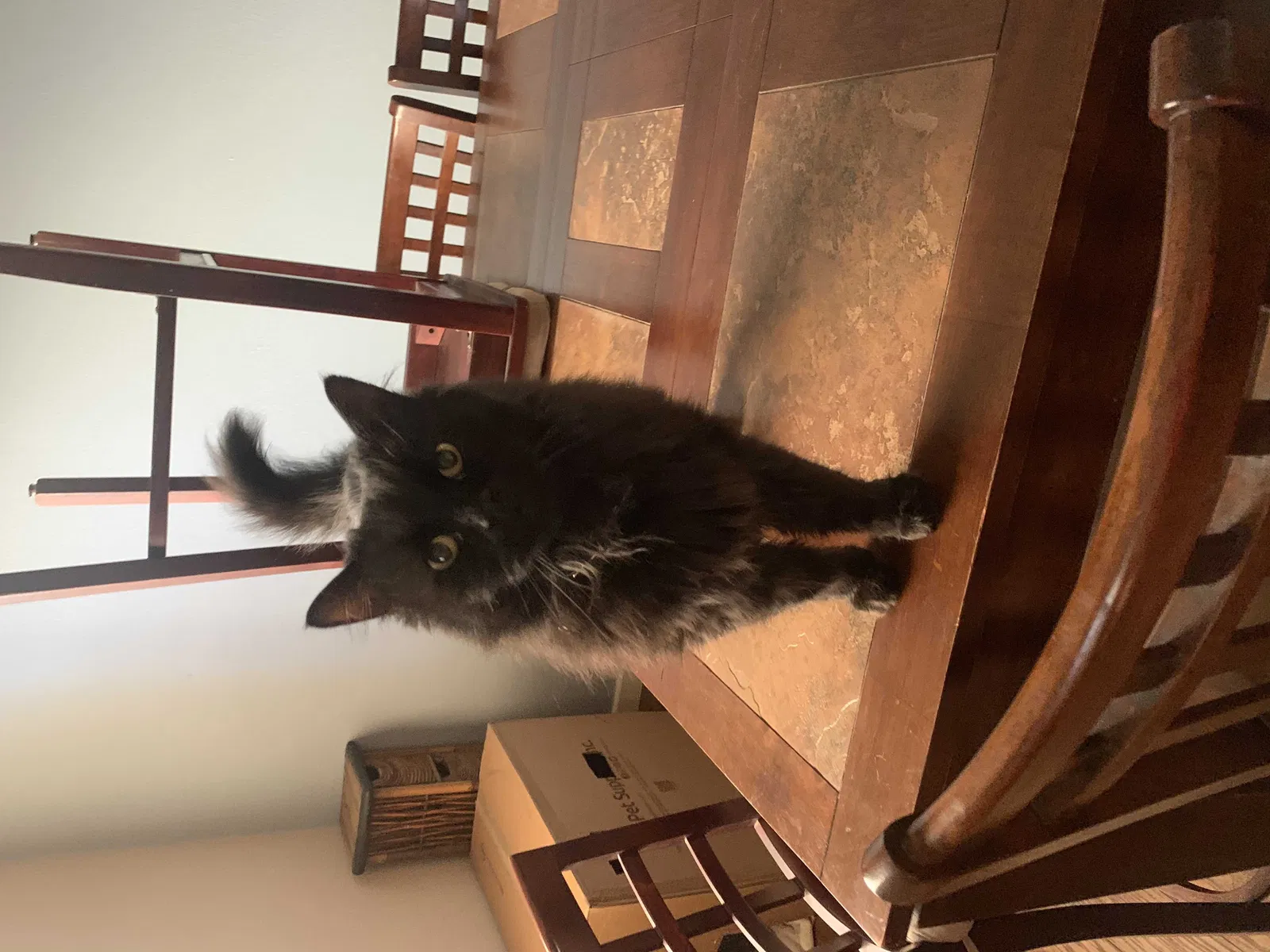 Lost cat in Rio Rancho, NM, 87124