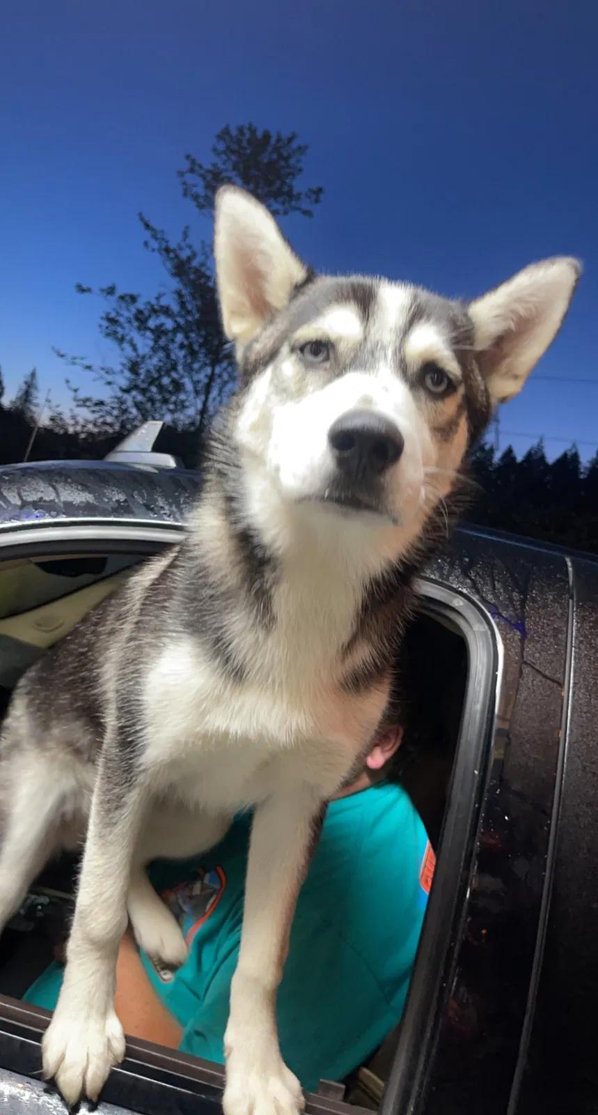 Lost dog in Snohomish, WA, 98290