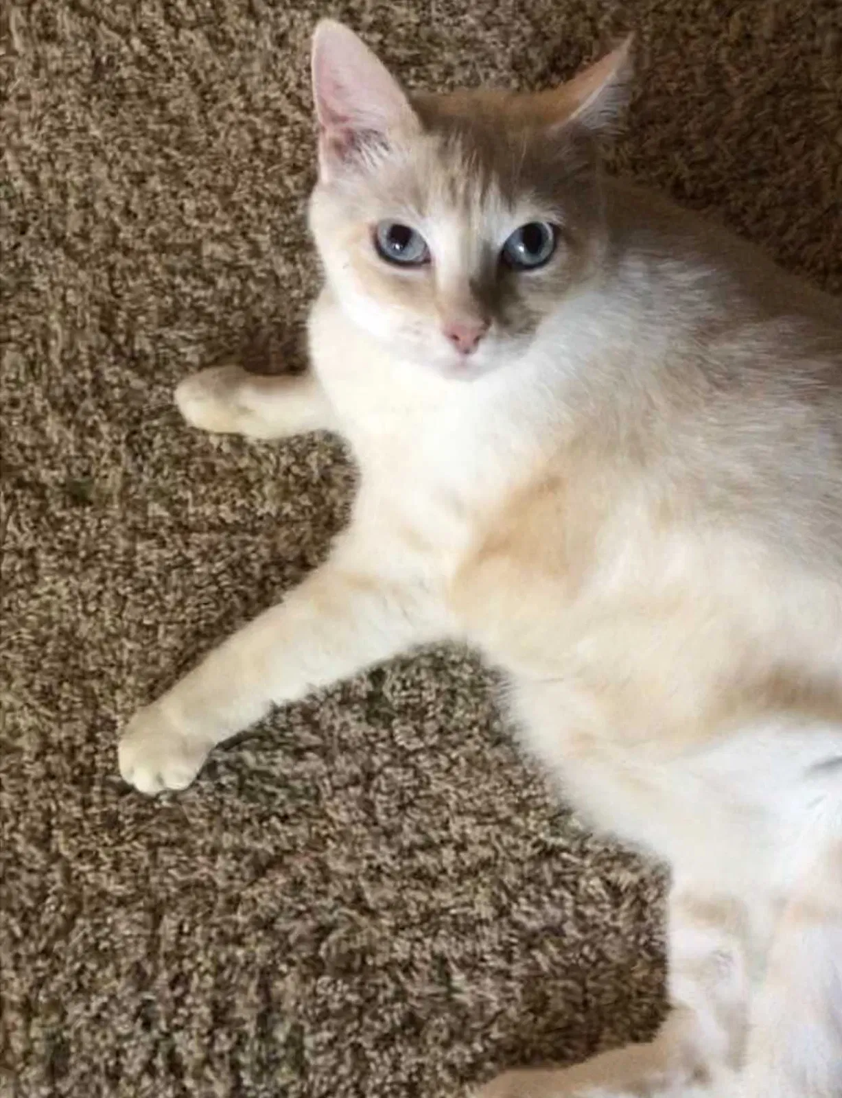 Lost cat in Sacramento, CA, 95815