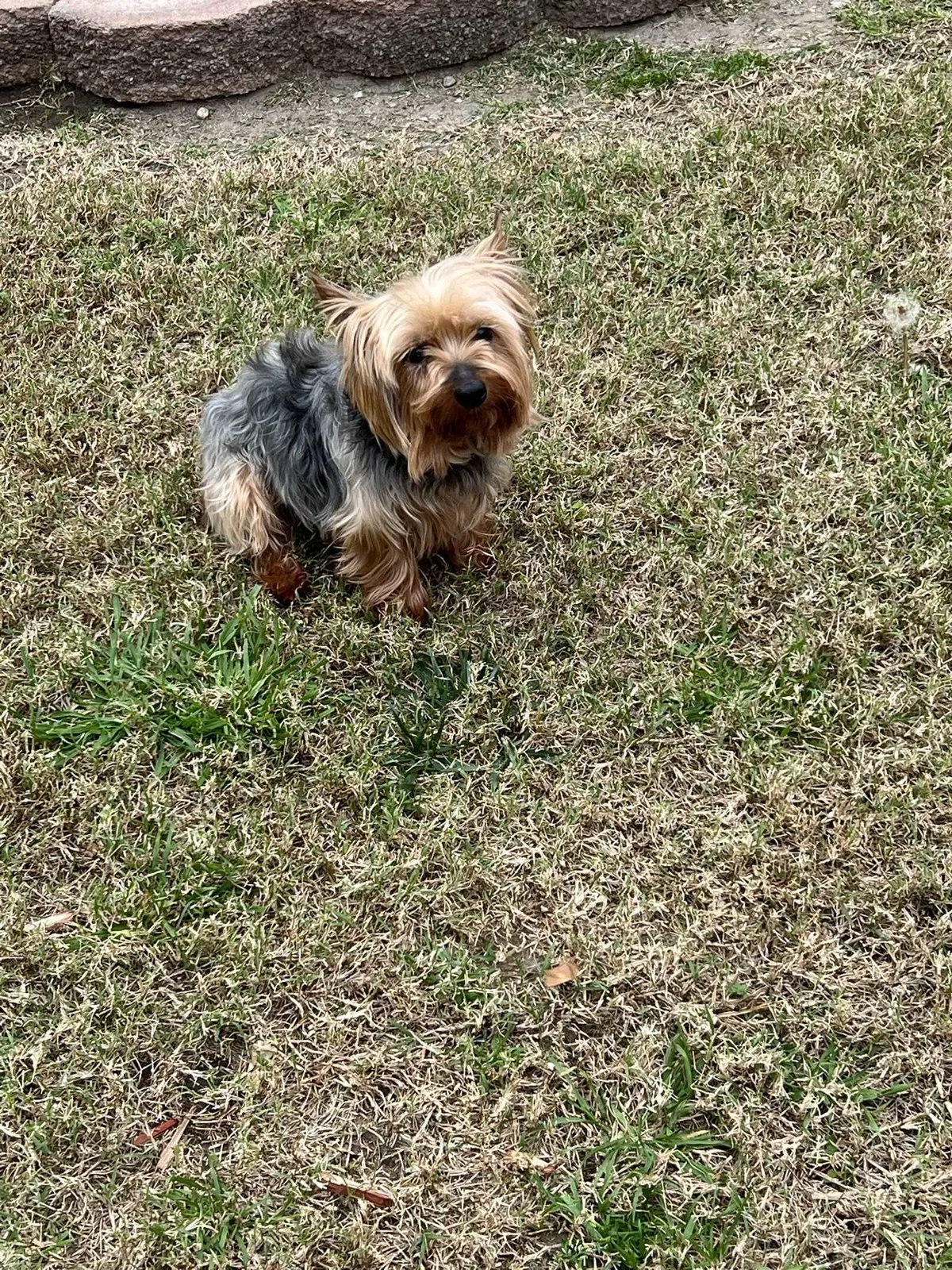 Lost dog in Fontana, CA, 92335
