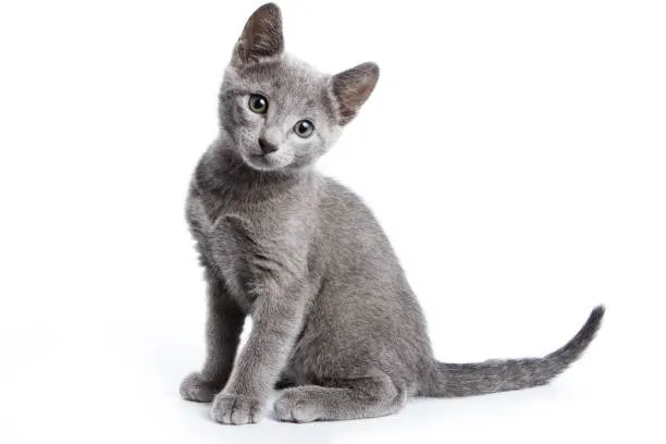Lost cat in La Plata, MD, 20646