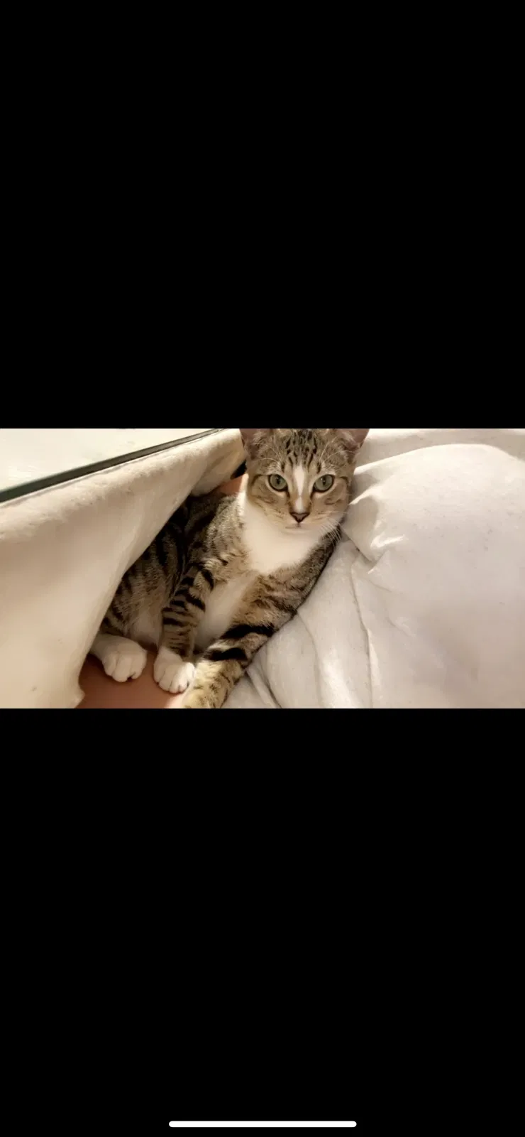 Lost cat in Huntington Beach, CA, 92647