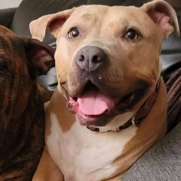 Lost dog in Brandon, MS, 39042