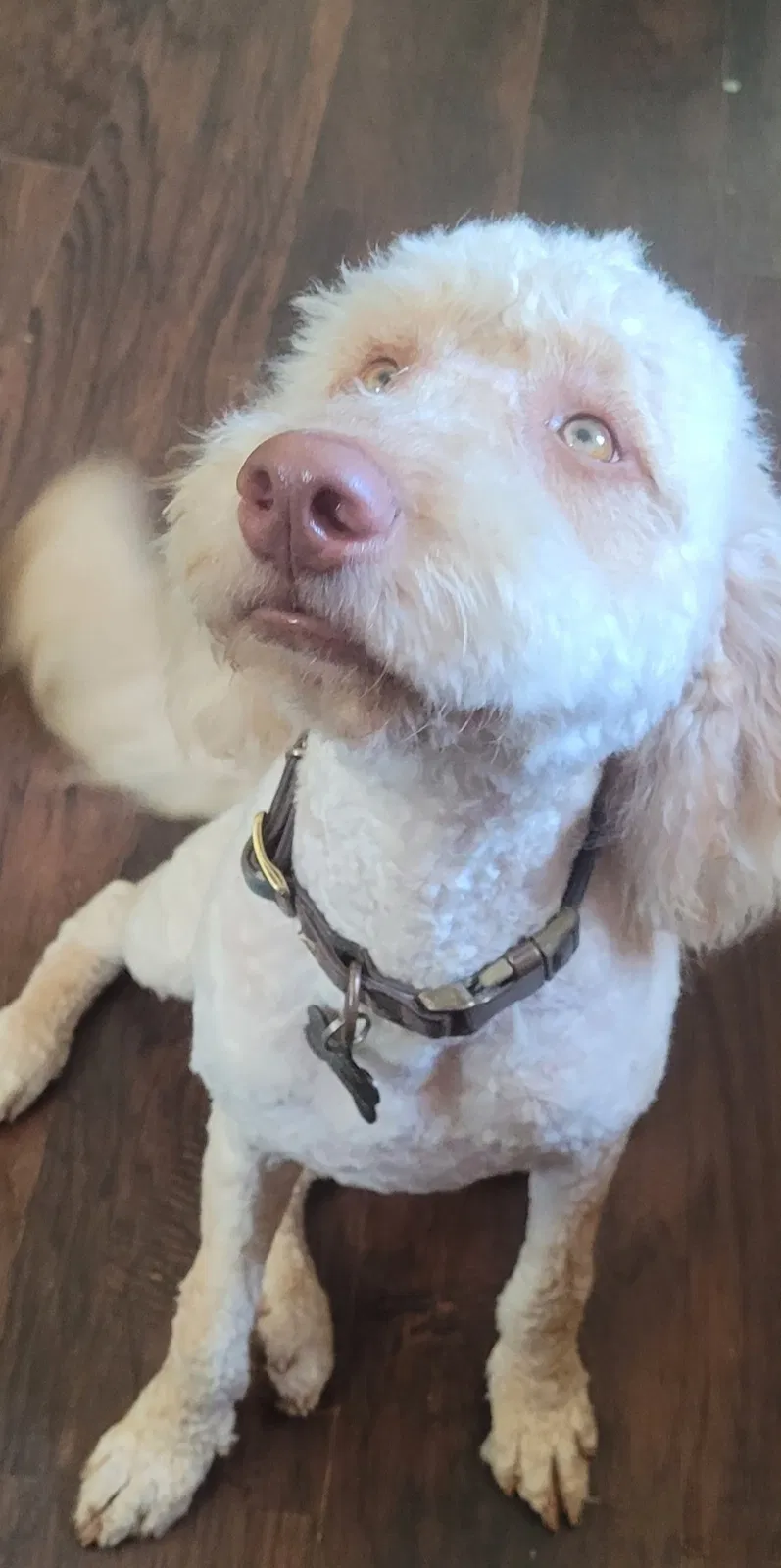 Lost dog in Wallisville, TX, 77597