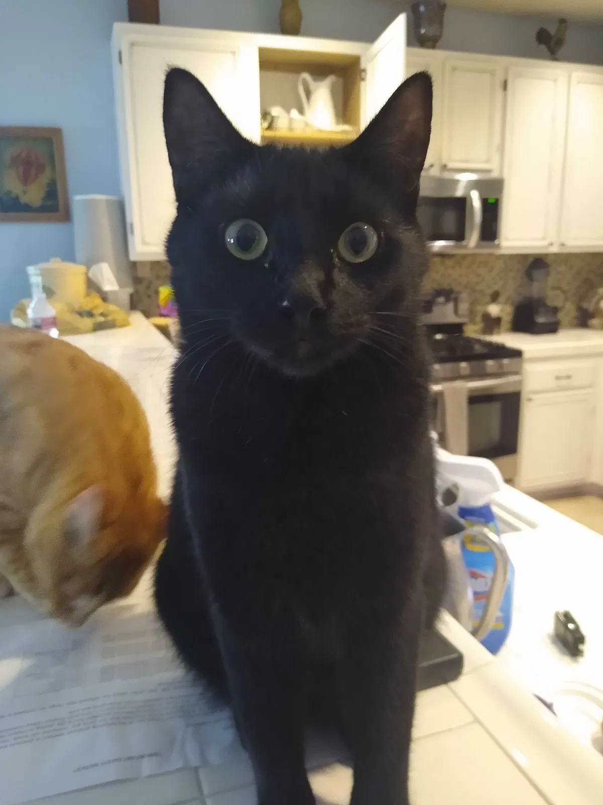 Lost cat in Temecula, CA, 92592