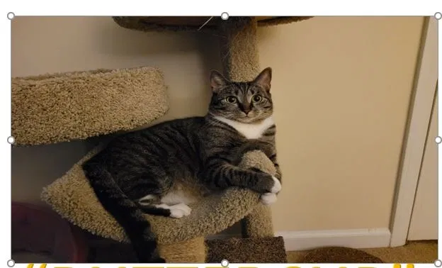Lost cat in Durham, NC, 27713